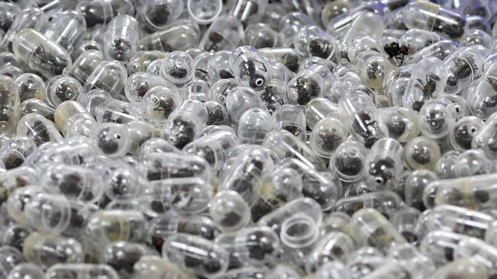 Zhang Kequn preso por tentar traficar mais de 2200 formigas