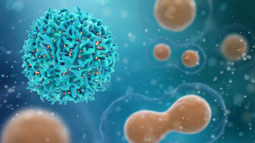 Células utilizadas para o tratamento do cancro