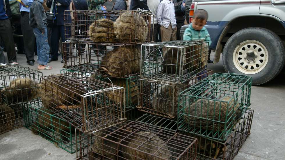 Guangzhou government officers seize civet cats in Xinyuan wildlife market in Guangzhou to prevent the spread of the SARS disease. The similarities in the genetic sequences of the virus in a recent SARS patient and civets are found. 05 January 2004