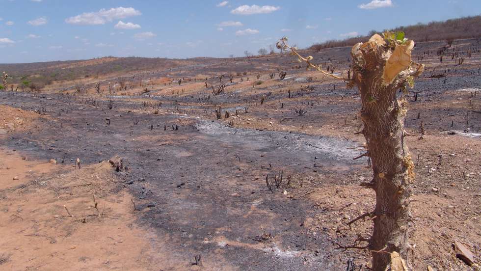 O aquecimento climático global está a alterar a classificação deste bioma de "semiárido" para "árido"