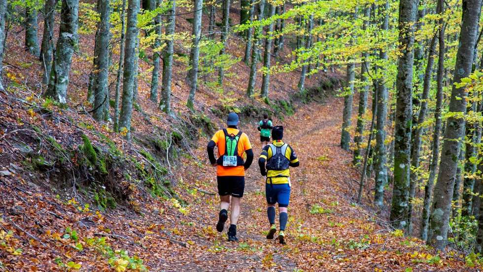 Os níveis de cortisol diminuíram de cerca de 4 para 2 nanogramas por mililitro nos indivíduos que se encontravam na floresta