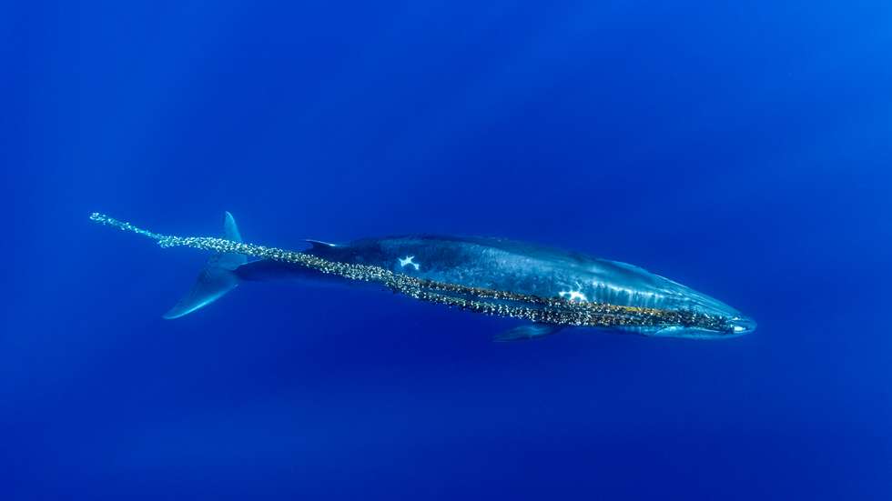 2021 Ocean Art Contest