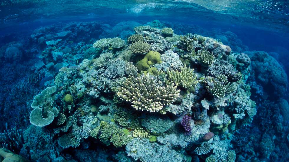 Great Barrier Reef