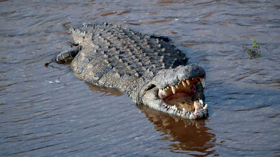 Nile Crocodile (Crocodylus Niloticus) In Water. Masai Mara Game Reserve. Kenya.