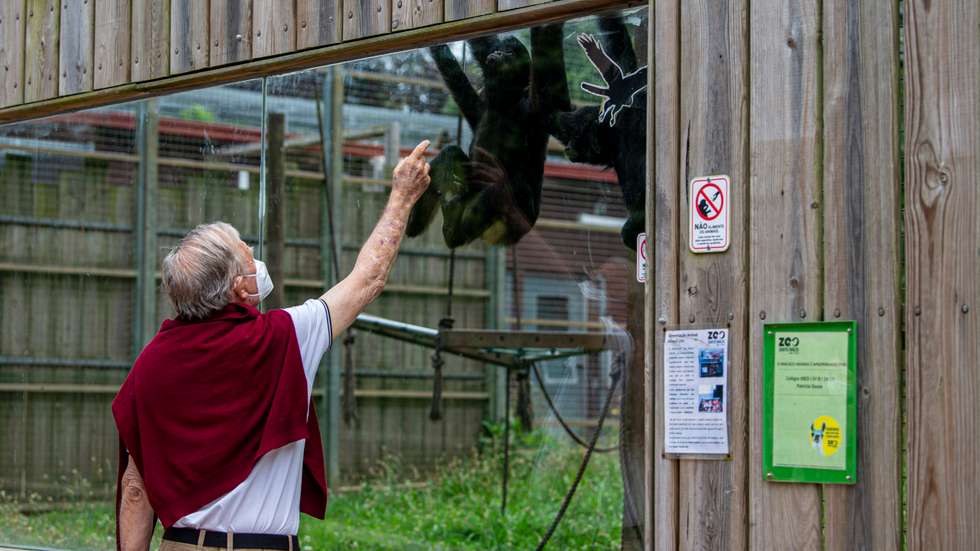 O acidente envolveu um menino e um macaco no Zoo Santo Inácio, em Gaia