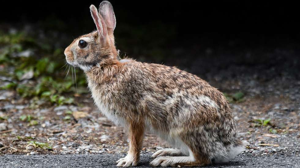 Rabbit On Pavement In Pennsylvania