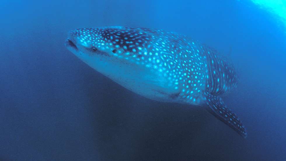 Whale Shark (Rhincodon typus)