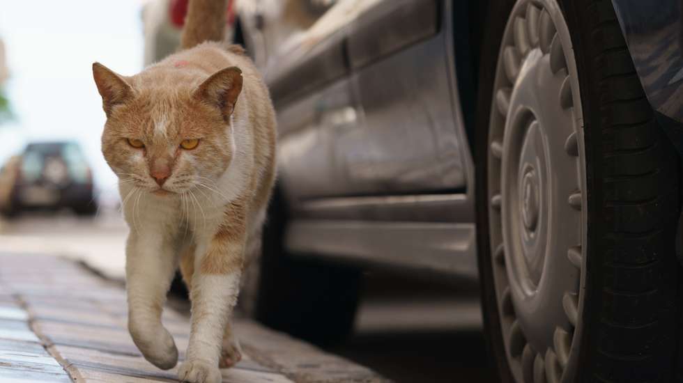 Serious spanish cat