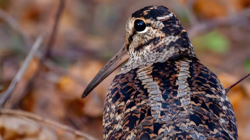 A nova reserva de caça deverá permitir à galinhola reproduzir-se na ilha de São Miguel com mais facilidade