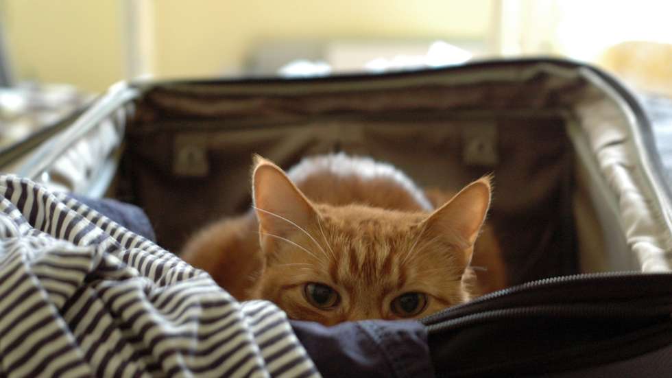 cat in suitcase