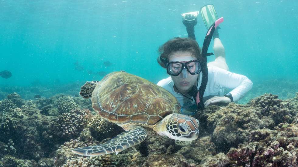A bióloga marinha Ashlie McIvor (aqui no Mar Vermelho) vai estudar predadores marinhos e o impacto do lixo na ilha da Madeira, numa parceria com o polo local do MARE – Centro de Ciências do Mar e do Ambiente