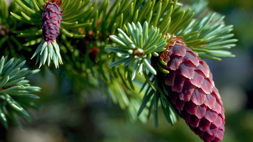 Sitka Spruce Cones