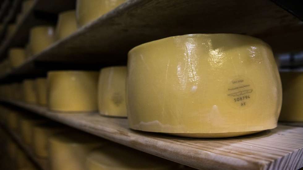 Crise sismo-vulcânica afasta 15% dos trabalhadores da fábrica de queijos de São Jorge, nos Açores. Apesar da falta de trabalhadores, a maior preocupação é a falta de leite e a crise económica. 31 de Março de 2022 São Jorge, Arquipélago dos Açores TOMÁS SILVA/OBSERVADOR