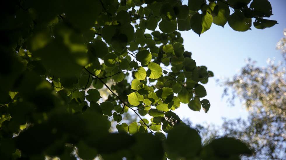 Reportgem: O lado comestível nos jardins da Gulbenkian, com a escritora e especialista em plantas medicinais e aromáticas, Fernanda Botelho. 9 de Maio de 2023 Jardim da Gulbenkian, Lisboa TOMÁS SILVA/OBSERVADOR