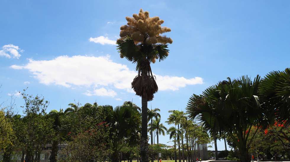 A palmeira talipot, ao centro, pode atingir até 30 metros de altura e produzir cerca de 25 milhões de flores quando floresce