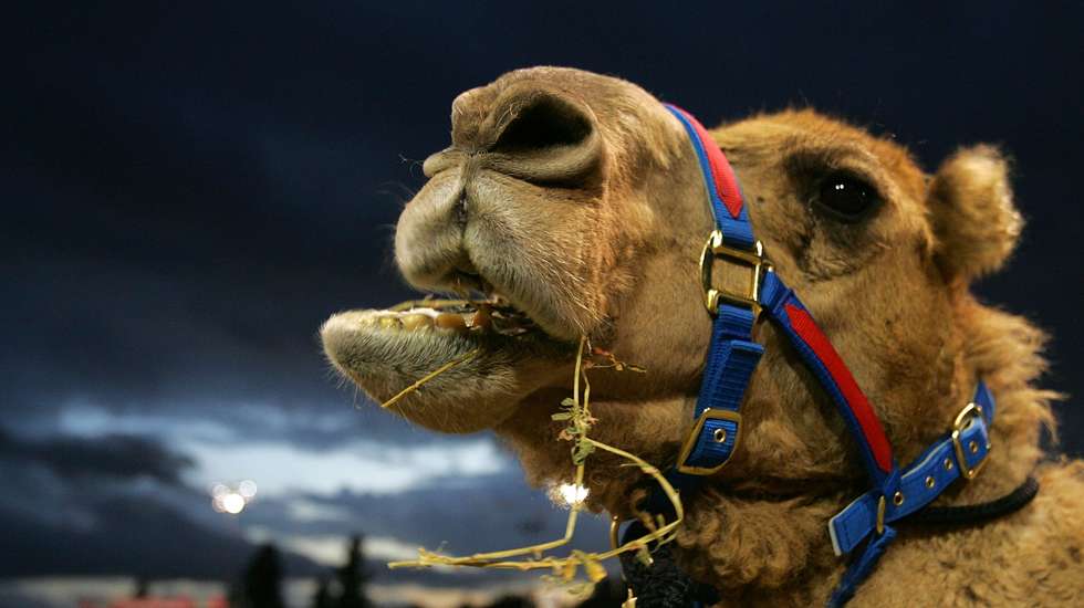 Camel Racing At Harold Park