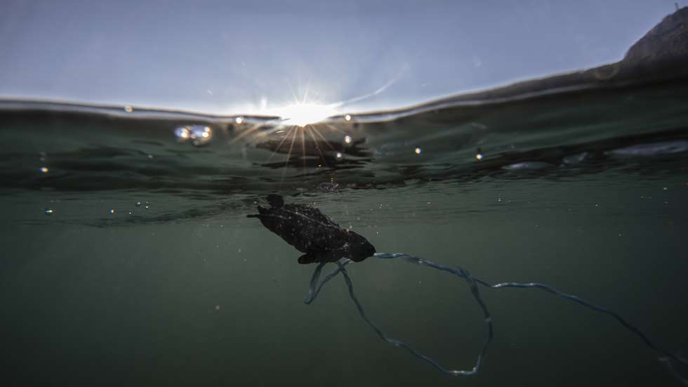 Challenging life journey of endangered sea turtles amid polluted water
