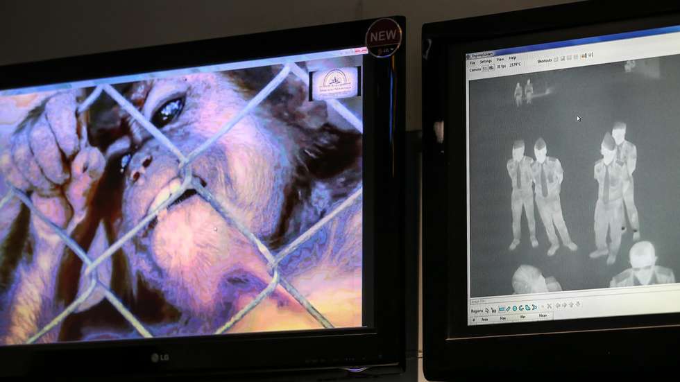 Indonesia Take Precautions Against Monkeypox Virus