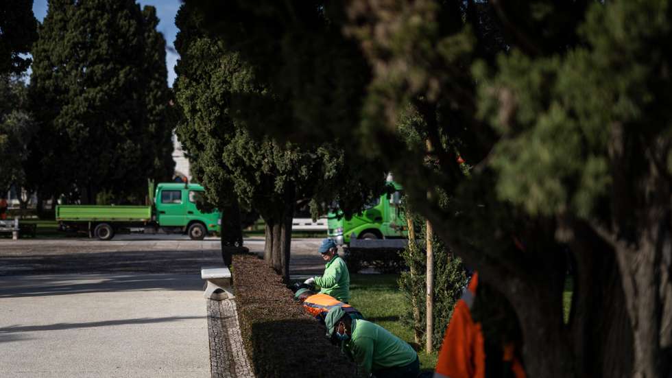 omo medida compensatória, acrescentou, serão plantadas quatro novas árvores com porte adulto