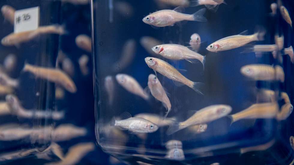 Descoberta oferece novas pistas sobre a forma como o cérebro decide quando dormir