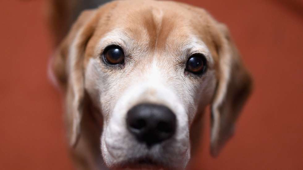 Kennel Club (EUA). TOP 15 raças de cães