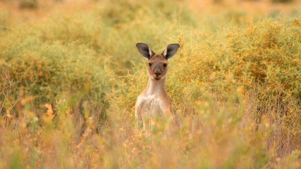 Western grey kangaroo