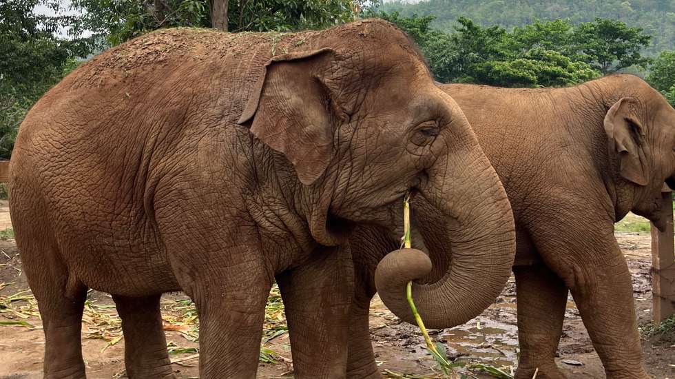 Elefante Tailândia