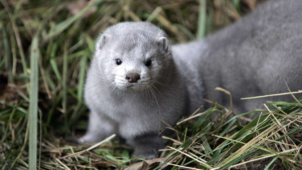 One of the more than 10,000 mink which w