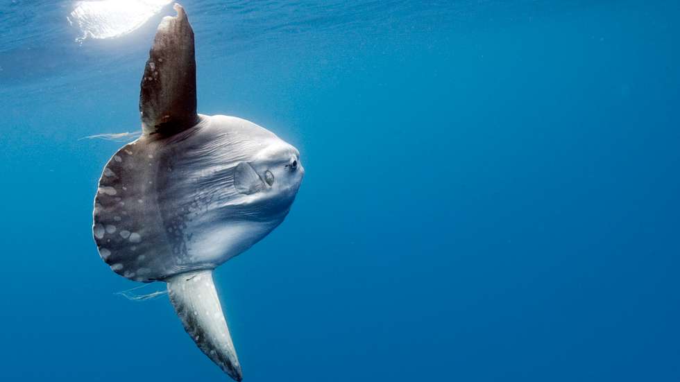 Peixe lua ( mola mola ) na costa da Califórnia