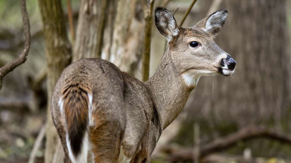 Whitetail Deer In Woods In Pennsylvania"n