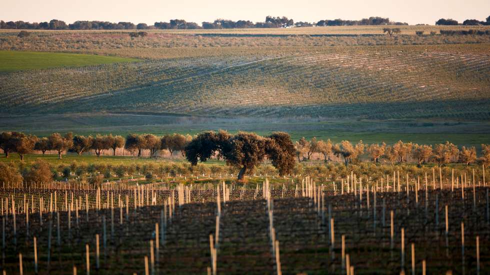 Herdade vinhos Família Margaça