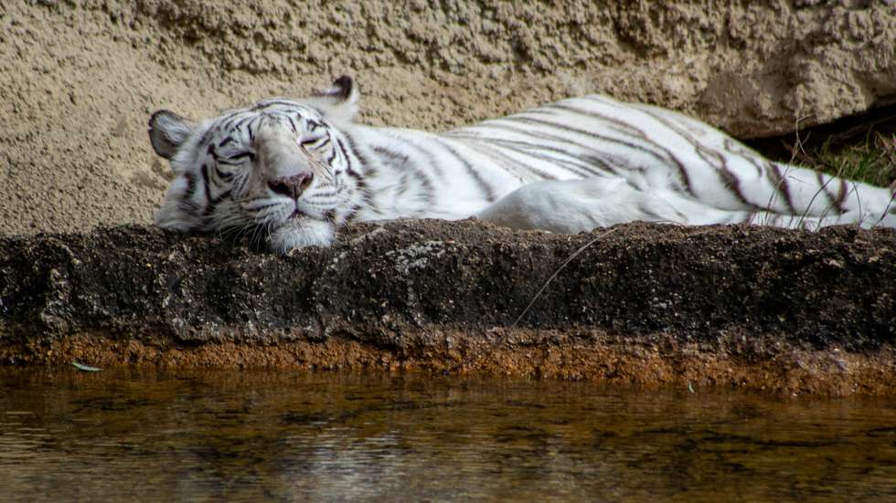 Tigre branco. White tiger