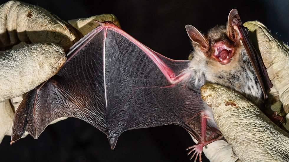 Bat inventory at brewery ruin
