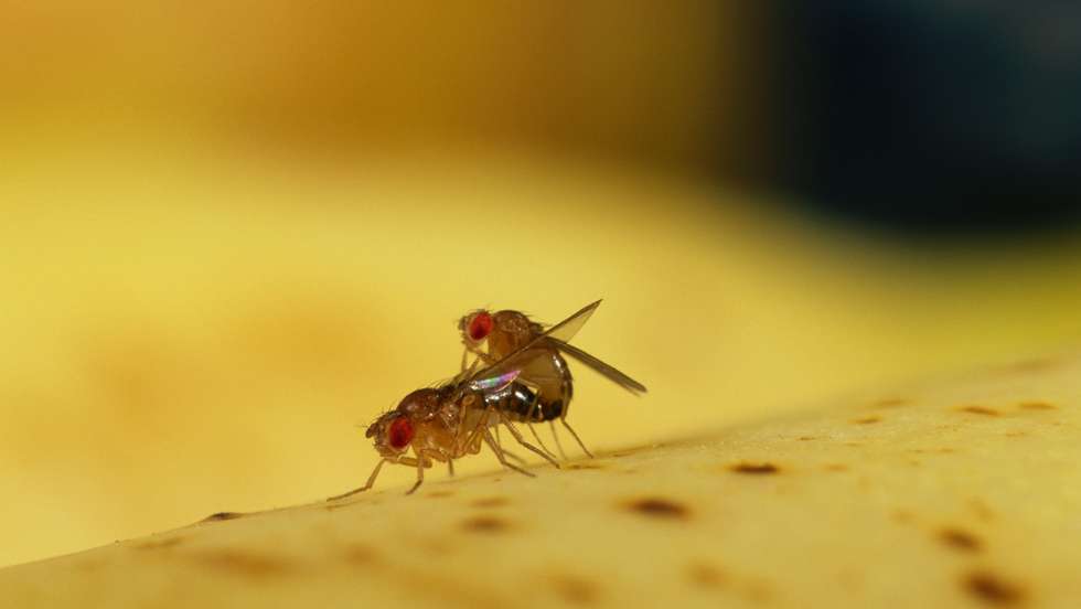 MOUCHE DU VINAIGRE, Drosophila melanogaster