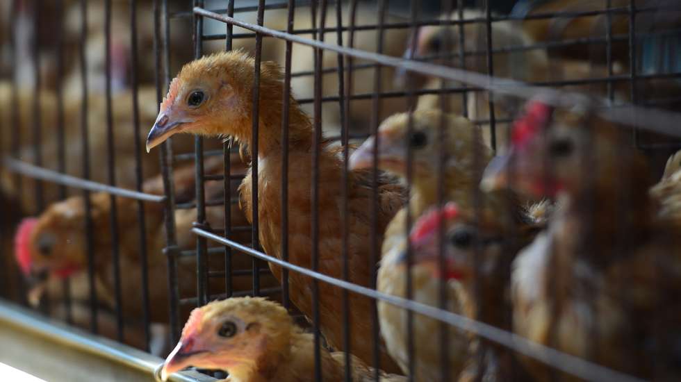 Aves em gaiolas num aviário