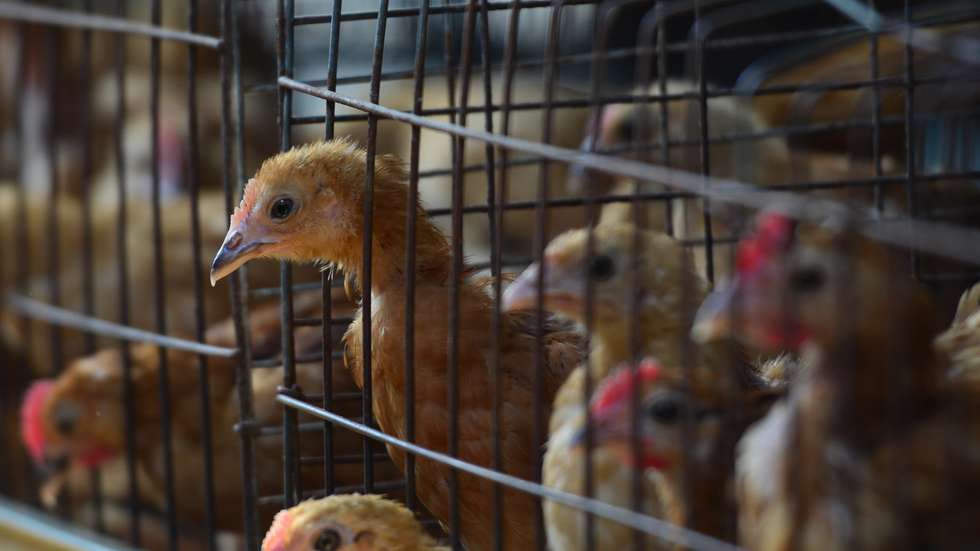 Aves em gaiolas num aviário