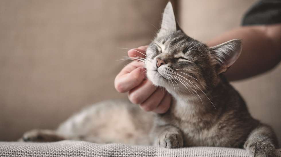 Estes resultados, baseados em estudos genéticos, desafiam a crença de que os agricultores neolíticos do Médio Oriente introduziram gatos domésticos na Europa para proteger as suas culturas