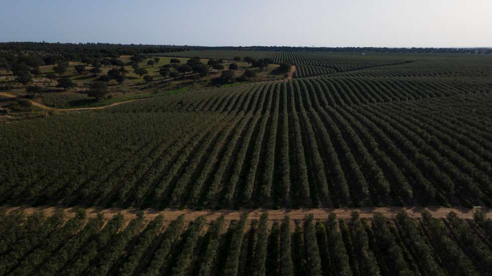Reportagem sobre a influência da Barragem do Alqueva na agricultura do Alentejo. Reportagem sobre um olival de produção intensiva perto da Beja. Alqueva, Beja, 10 de fevereiro de 2022. JOÃO PORFÍRIO/OBSERVADOR