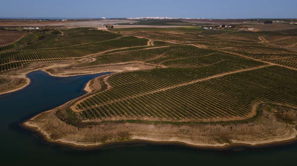 Reportagem sobre a influência da Barragem do Alqueva na agricultura do Alentejo. Reportagem sobre um olival de produção intensiva perto da Beja. Alqueva, Beja, 10 de fevereiro de 2022. JOÃO PORFÍRIO/OBSERVADOR