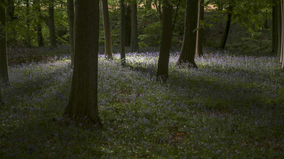 Bluebells In Bloom In Knutsford