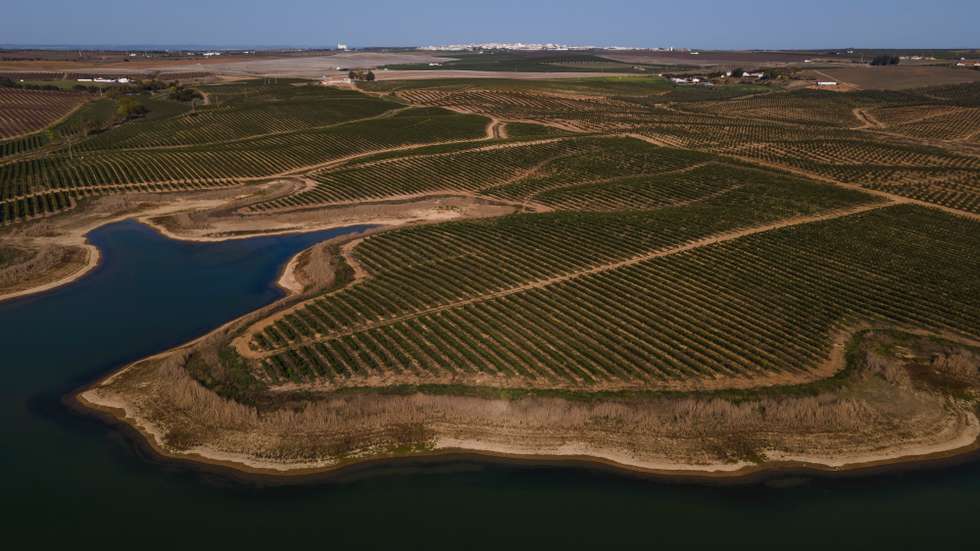 Reportagem sobre a influência da Barragem do Alqueva na agricultura do Alentejo. Reportagem sobre um olival de produção intensiva perto da Beja. Alqueva, Beja, 10 de fevereiro de 2022. JOÃO PORFÍRIO/OBSERVADOR