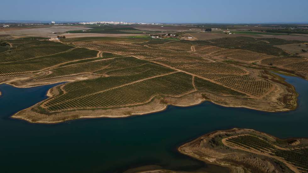Reportagem sobre a influência da Barragem do Alqueva na agricultura do Alentejo. Reportagem sobre um olival de produção intensiva perto da Beja. Alqueva, Beja, 10 de fevereiro de 2022. JOÃO PORFÍRIO/OBSERVADOR