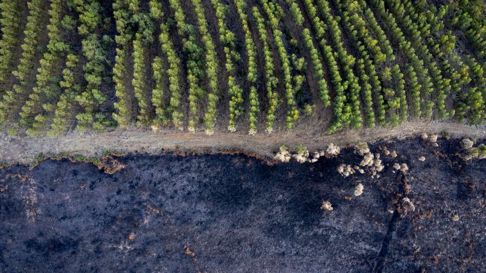 A WWF cruzou dados de incêndios com informação sobre o uso do solo e habitats naturais em Portugal continental