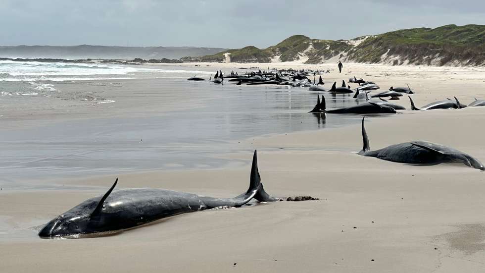 Whales are stranded near Arthur River on Tasmania's west coast, Australia