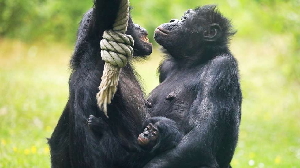 Macacos não esquecem os amigos mesmo passados 25 anos, revela estudo