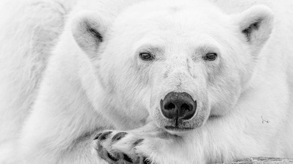 WhiteSilence Prints for Wildlife — Edition Hope