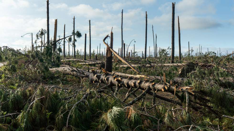 "Esperamos que grande parte dos caminhos estejam desimpedidos, mas temos a consciência de que não se vai conseguir fazer tudo até à dita época de incêndios", afirma Mário Silva, segundo-comandante dos Bombeiros da Marinha Grande