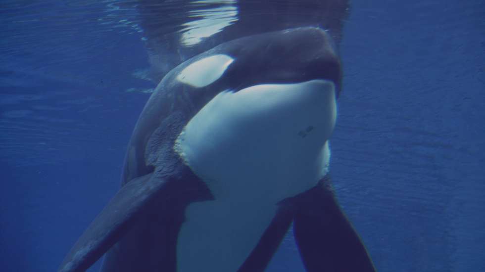Orcas