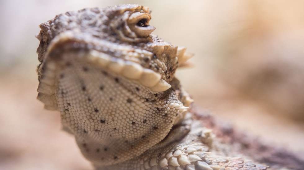 Lagarto-de-chifres