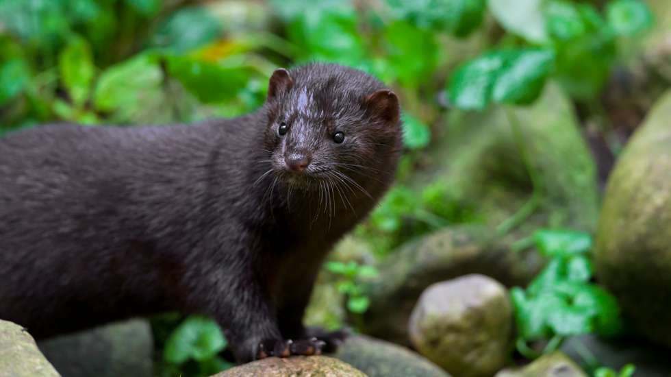 American mink (Neovison vison / Mustela vison), mustelid native to North America on river bank